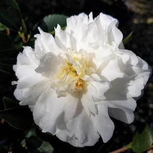 2.5 Qt. Mine No Yuki Camellia Plant (camellia sasanqua) - Evergreen Shrub with White Flowers, Live Plant