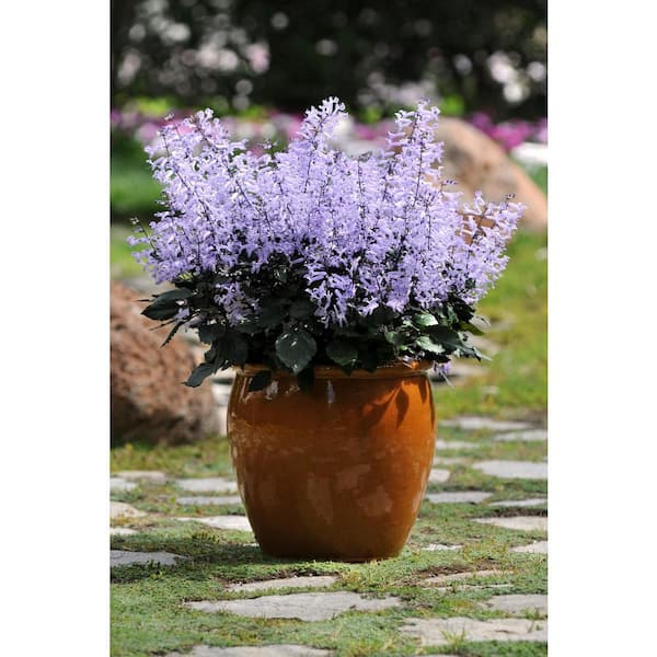 Vigoro 2.5 Qt. Plectranthus Mona Lavender Plant in 6.33 in. Grower's Pot  (2-Plants) DC1GPLECTRAN2
