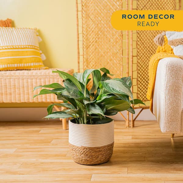 Grower's Choice Aglaonema Indoor Plant in 9.25 in. Decor Basket Pot, Avg. Shipping Height 2-3 ft. Tall