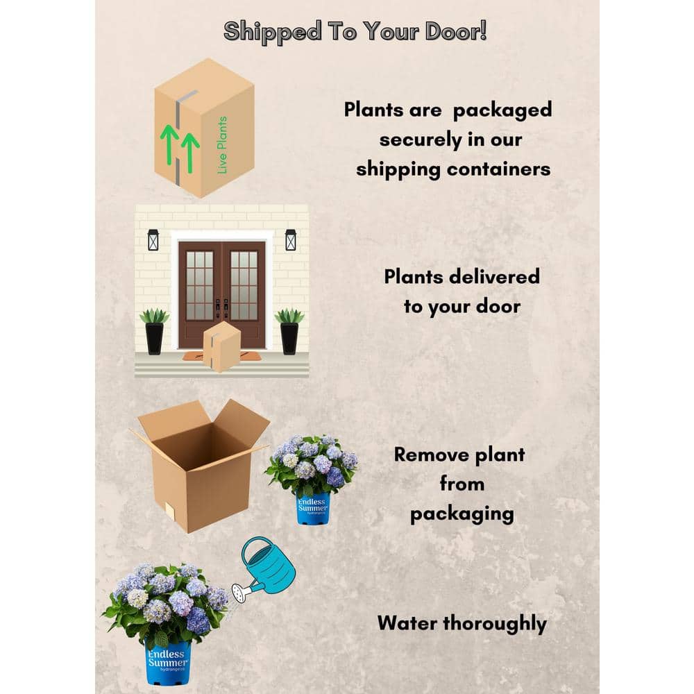 Endless Summer Blue Hydrangea in 1 Gallon Container
