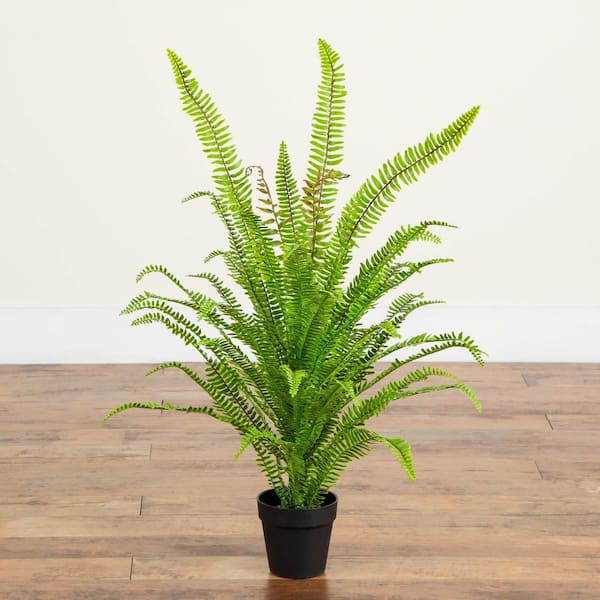tree seeds for bonsai Bonsai Tree | White Design