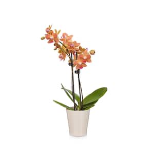 Salmon 3 in. Charming Orchid Plant in Ceramic Pot