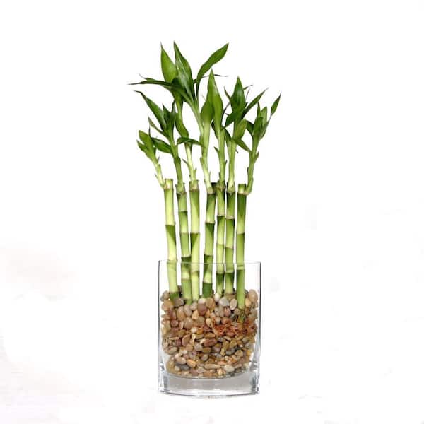 Brussel's Bonsai 12 in. Fence Bamboo in Square Glass Container