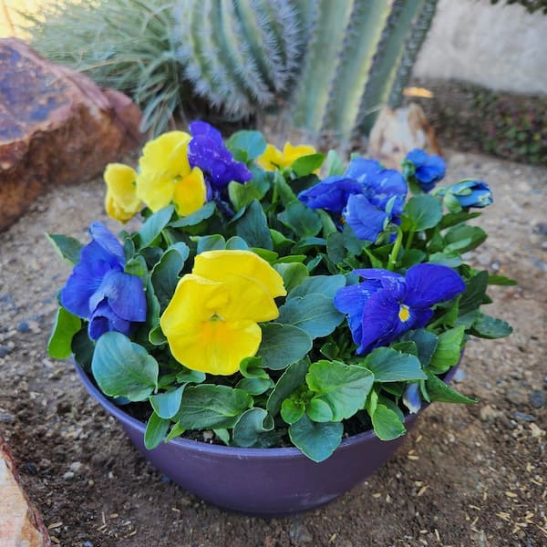 ALTMAN PLANTS 4 IN. Pansy Plant with Blue and Purple Flowers in