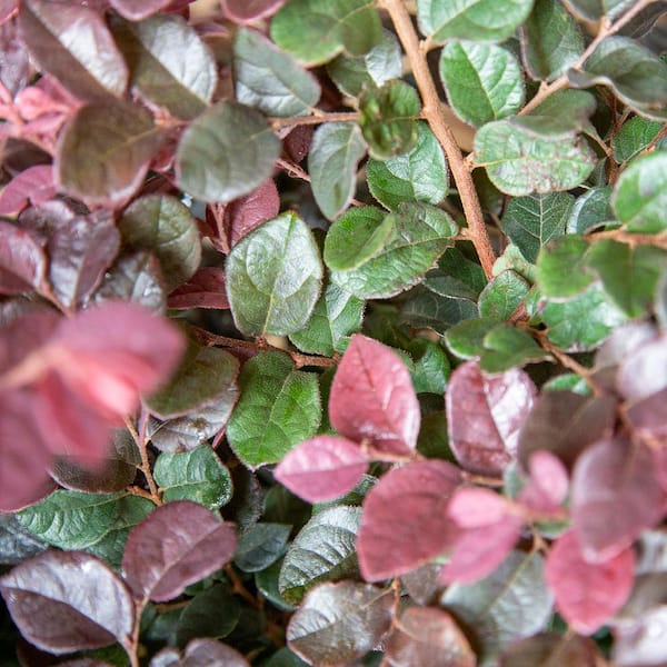2.5 Gal - Ruby Loropetalum - Live Evergreen Shrub with Purple Foliage