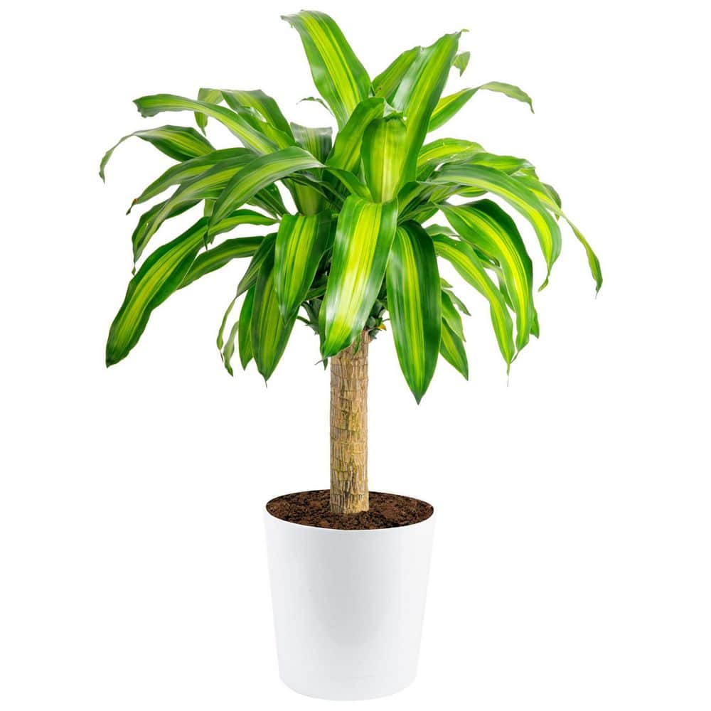 Costa Farms Mass Cane Indoor Plant in 8.75 in. Decor Pot, Avg. Shipping  Height 2-3 ft. Tall 10MASSCREAMMOD - The Home Depot