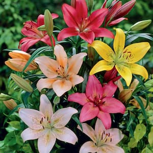 Lily Dutch Asiatic Mixture Bulbs (14-Pack)