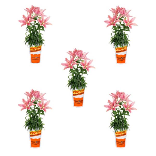 1.5 pt. Asiatic Lily Perfect Joy Pink and White Bicolor Perennial Plant (5-Pack)