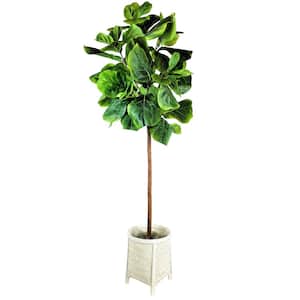 5 ft. Artificial Fig Tree in White Woven Footed Basket