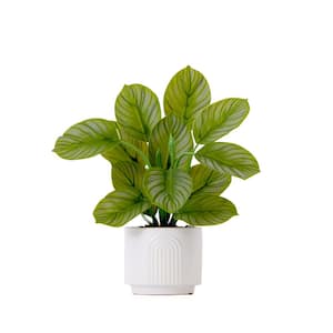 12 in. Green Artificial Calathea Plant with Decorative Planter