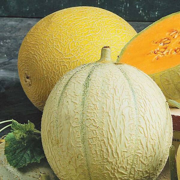 Ferry-Morse Cantaloupe Inspire F1 Fruit Seeds 9511 - The Home Depot