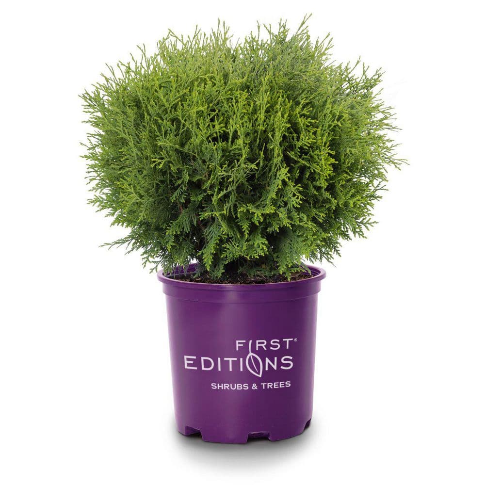 FIRST EDITIONS 2 Gal. Planet Earth Arborvitae Evergreen Shrub with