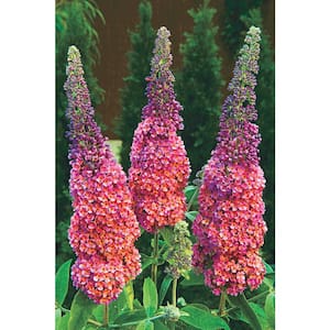4 In. Pot Rainbow Butterfly Bush (Buddleia) Multicolor Flowering Perennial Plant (1-Pack)
