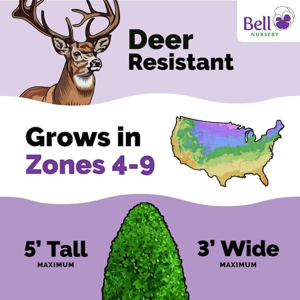 3 Gal Green Mountain Boxwood (Buxus) Live Evergreen Shrub