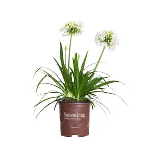 1.5 Gal. Ever White Agapanthus (Lily of the Nile) with Reblooming Brilliant White Flower Clusters
