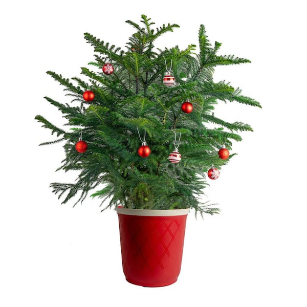 Norfolk Island Pine Indoor Holiday Plant in 10 in. Red Decor Pot, Avg. Shipping Height 3 ft. Tall