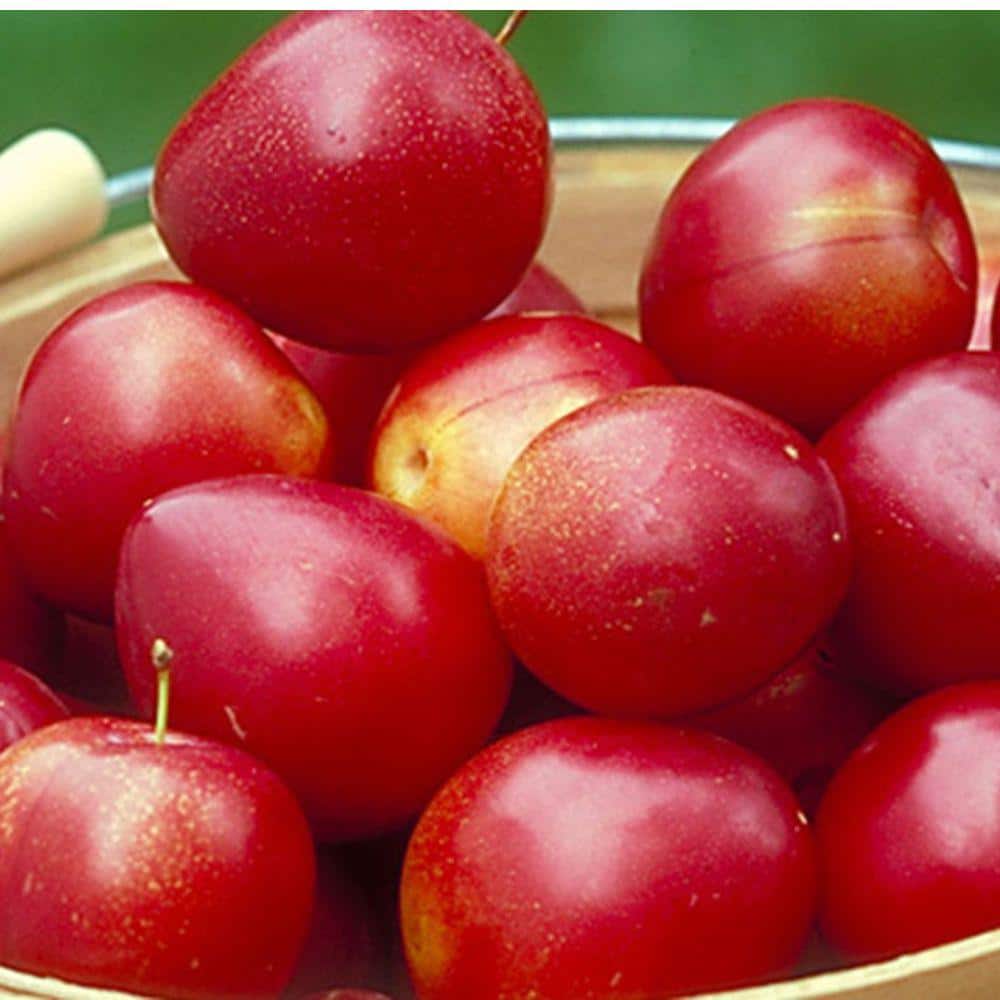 5 Gal. Au Roadside Plum Tree