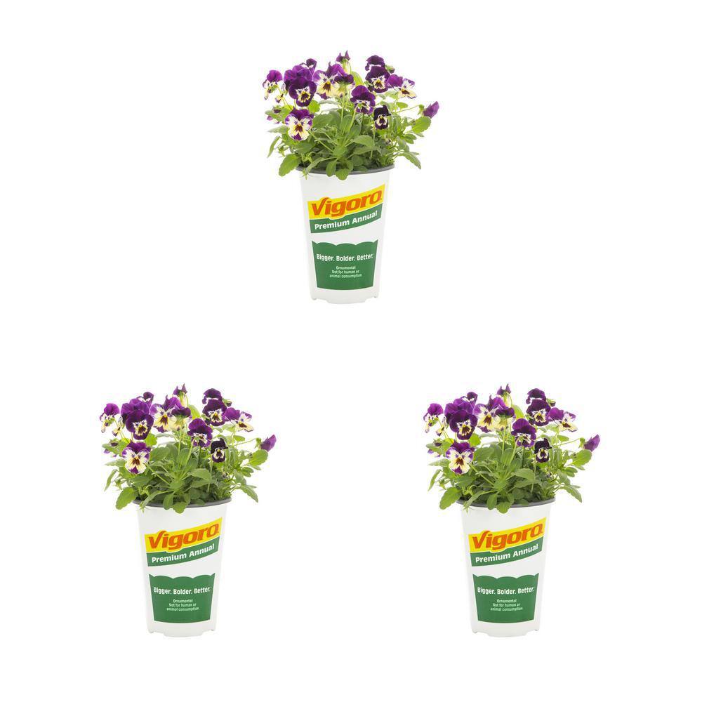 Vigoro 2 Qt. Trailing Pansy Freefall Purple Face Bicolor Annual Plant 