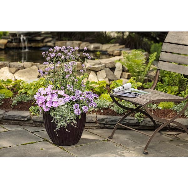 PROVEN WINNERS 4.25 in. Eco+Grande Superbena Royale Sparkling