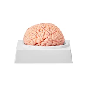Human Brain Model Anatomy Human Brain Anatomical Model with Labels and Display Base, Detachable Brain Model