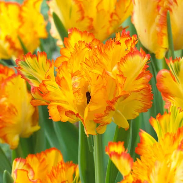 VAN ZYVERDEN Tulips Bulbs Caribbean Parrot (Set of 8)