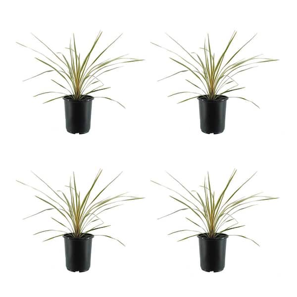 2.5 qt. Perennial Cordyline Dance Cha Cha 4 Pack 2475 The Home