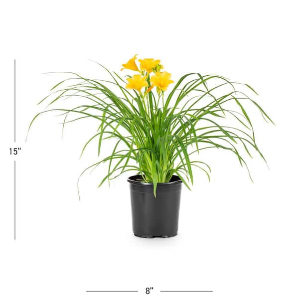 2.5 Qt. Big Time Happy Yellow Daylily Plant