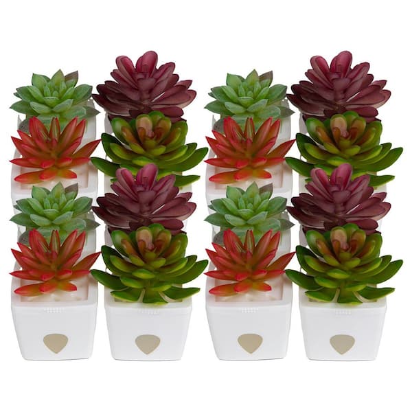 ZendoZones Fruit Fly Traps, 12 Assorted Fruit Fly Traps with White Base