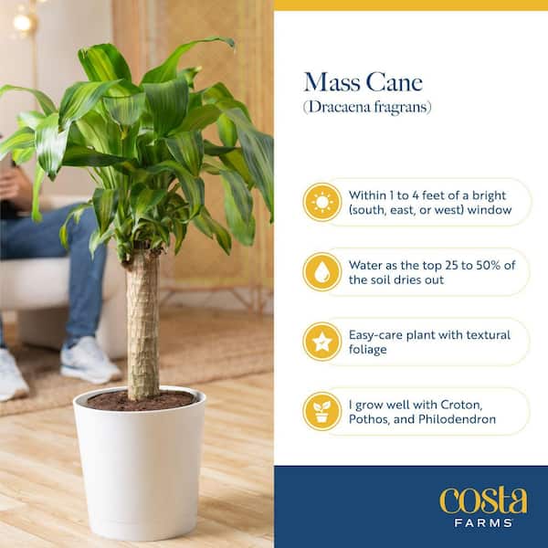 Costa Farms Live Indoor 2ft. Tall Mass Cane Plant in 10in. Grower Pot