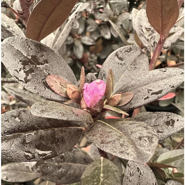 Unbranded 1.5 Gal. PJM Elite Rhododendron Evergreen Live Shrub with Dark  Foliage / Bright Lavender Pink Flowers in Spring 1 Each O747302