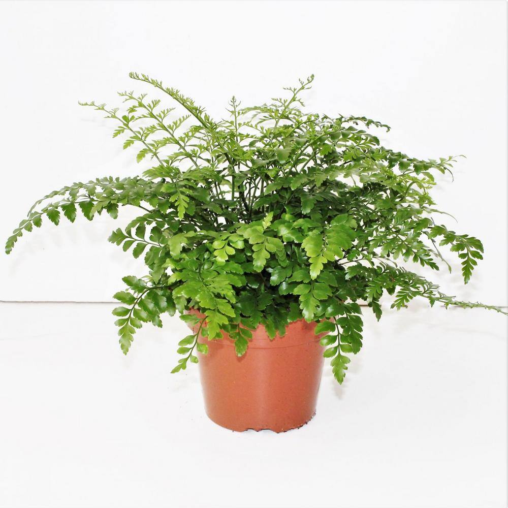 4 in. Austral Gem Fern in Green Planter - Asplenium Parvati