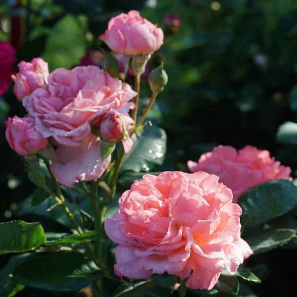 PROVEN WINNERS 1 gal. Reminiscent Coral Rose (Rosa), Live Plant