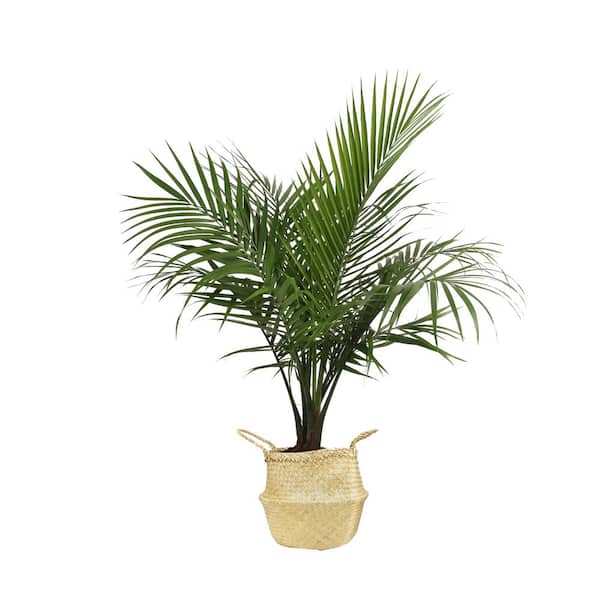 Costa Farms Majesty Palm Indoor Plant in 10 in. Natural Décor Basket, Avg. Shipping Height 3-4 ft. Tall