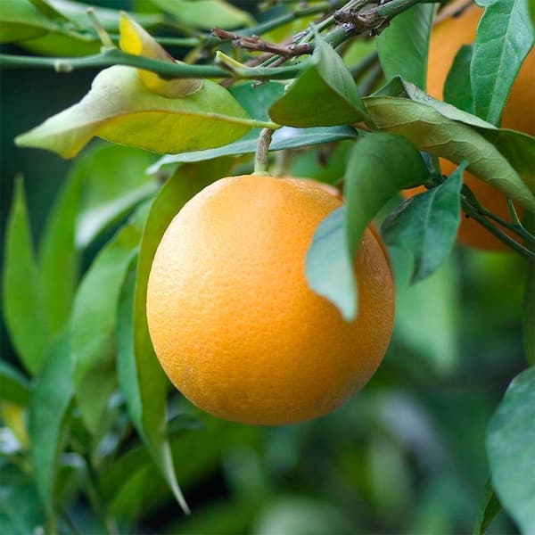 Bloomsz 32 in. Tall 1 Year Old Citrus Valencia Orange