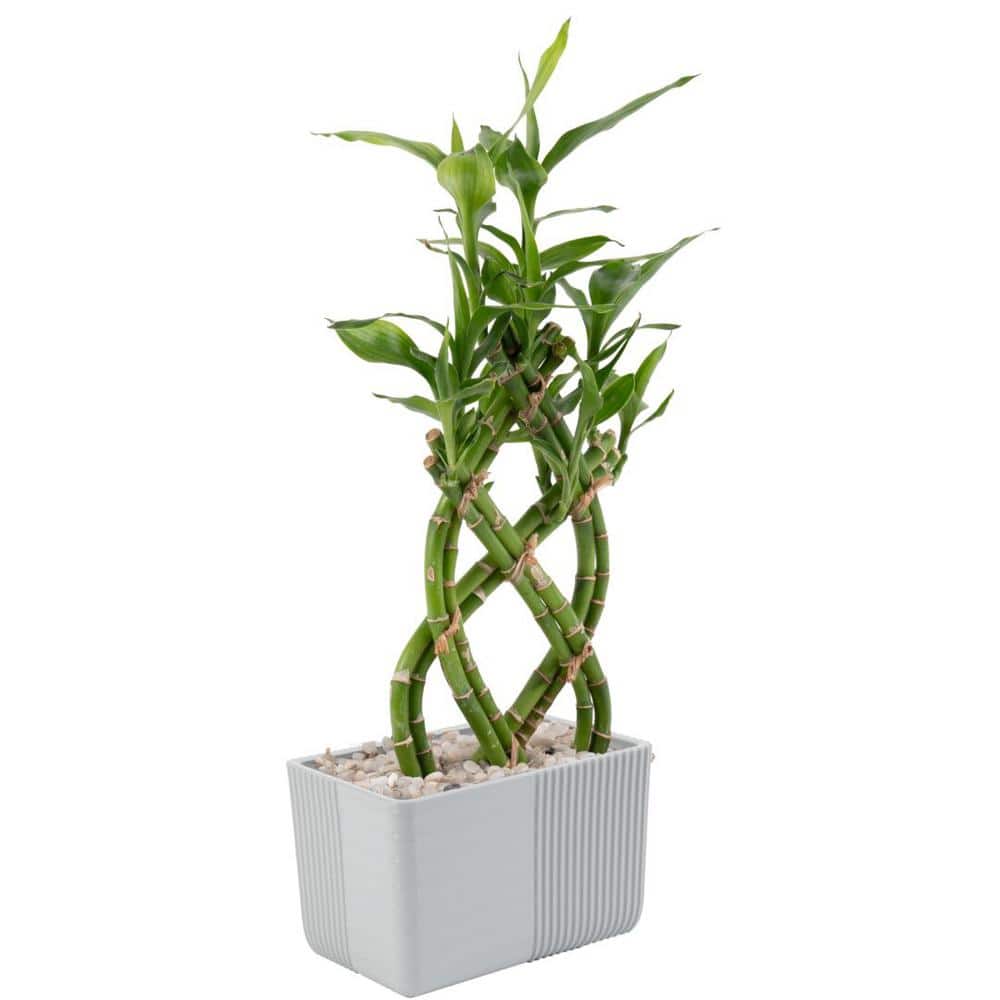 Costa Farms Grower's Choice Braided Lucky Bamboo Indoor Plant in 5.5 in. White Square Ceramic