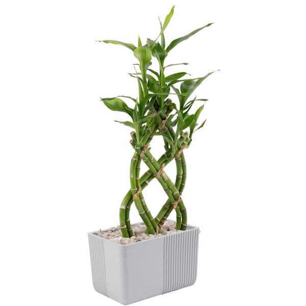 Costa Farms Grower's Choice Braided Lucky Bamboo Indoor Plant in 5.5 in. White Square Ceramic Pot, Avg. Shipping Height 7 in. Tall