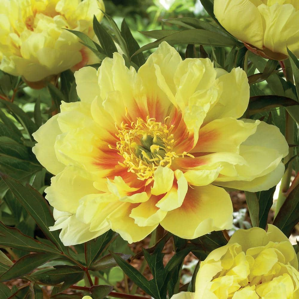 Garden State Bulb 3/5 Eyes, Bartzella Itoh Peony Flower Bulbs, Live 