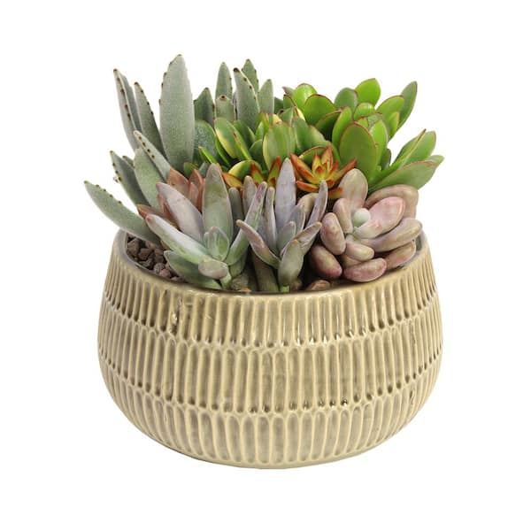 SMART PLANET Succulent Garden Home Decor 6 in. Glazed Stoneware Bowl Taupe