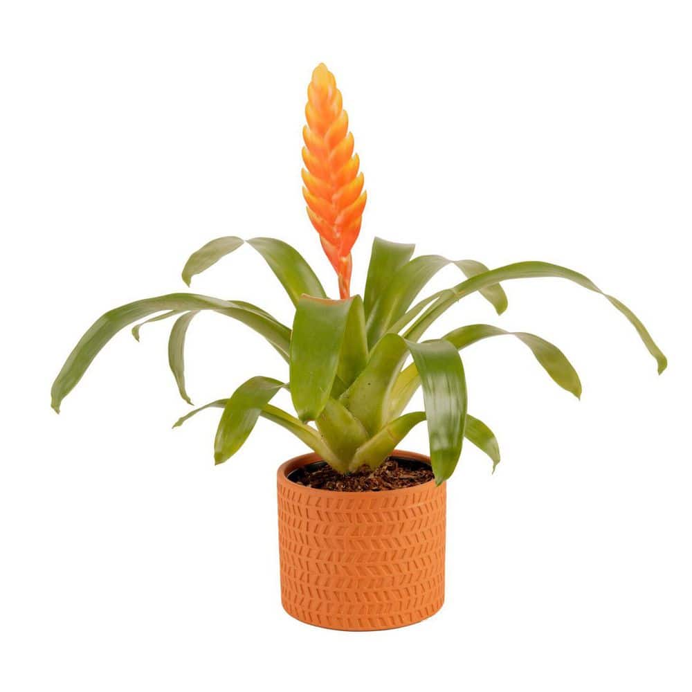 Grower's Choice Bromeliad Indoor Plant in 4 in. Decor Planter, Avg. Shipping Height 1-2 ft. Tall price history on PriceWatchPro
