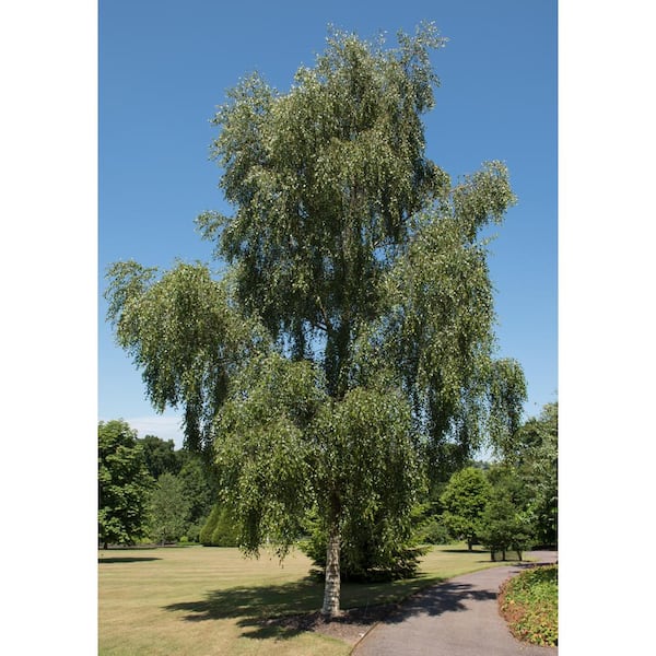 Online Orchards Weeping White Birch Tree Bare Root