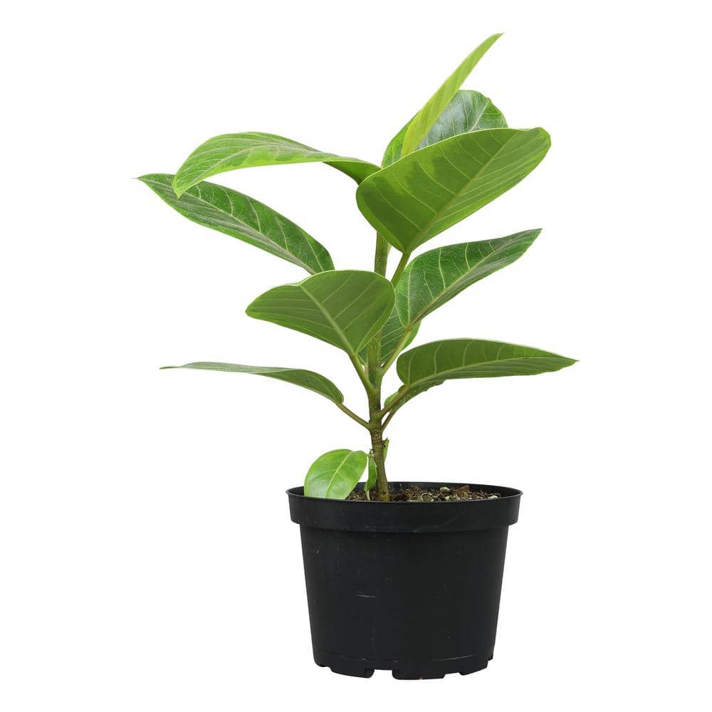 Ficus Altissima 6ft Indoor Plant in Black Plastic Pot