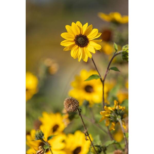 PROVEN WINNERS 1 Gal. Royale. Suncredible Yellow Sunflower Live