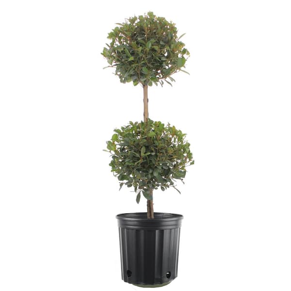 10 in. Eugenia Topiary 2 Balls Shrub in Grow Pot