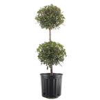 Eugenia 2 Ball Topiary Indoor/Outdoor Plant in 10 in. Grower Pot, Avg. Shipping Height 3-4 ft. Tall