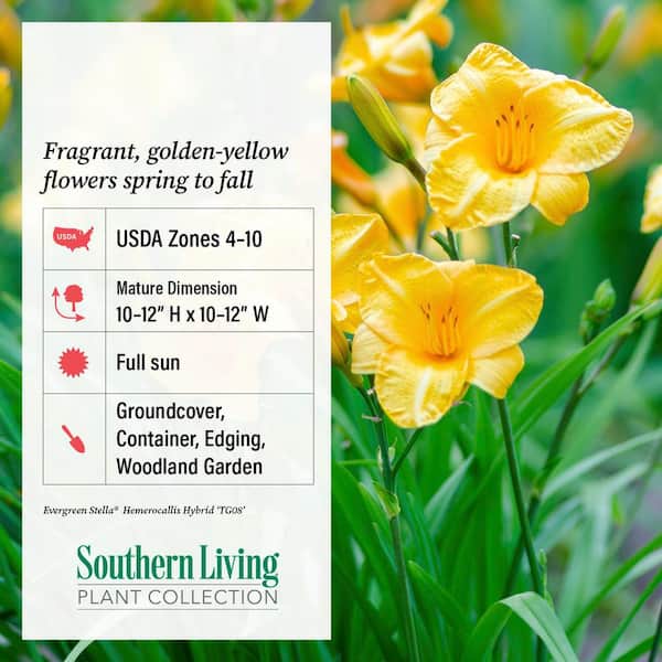 SOUTHERN LIVING 2.5 qt. Evergreen Stella Daylily Plant - Live