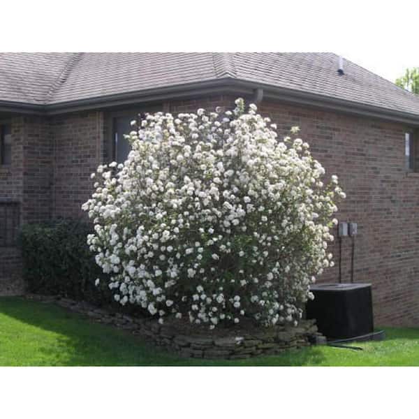 3 Gal. Koreanspice Viburnum Flowering Live Shrub with White Flowers