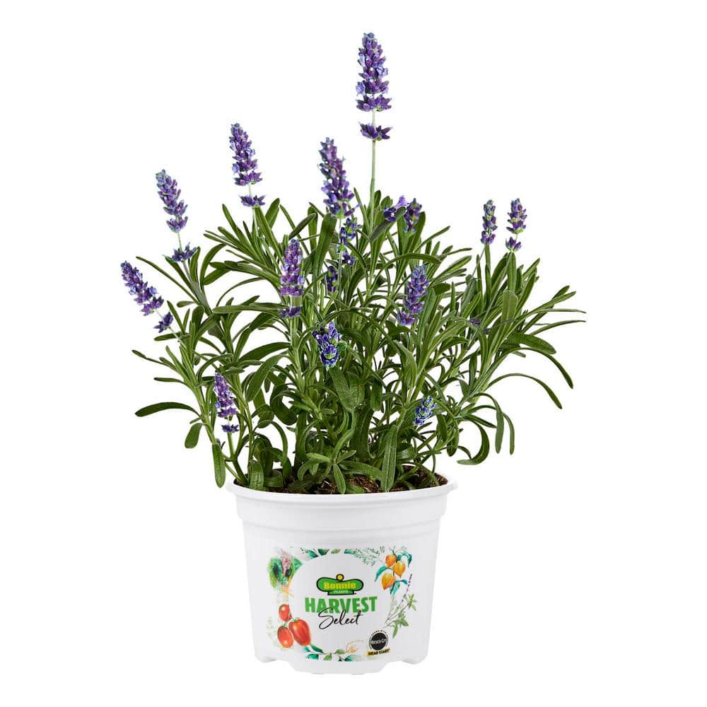 Bonnie Plants 25 oz. Harvest Select Early Blue Lavender, Live Plant 206217  - The Home Depot