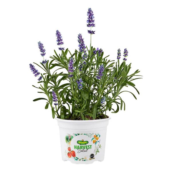 25 oz. Harvest Select Early Blue Lavender, Live Plant