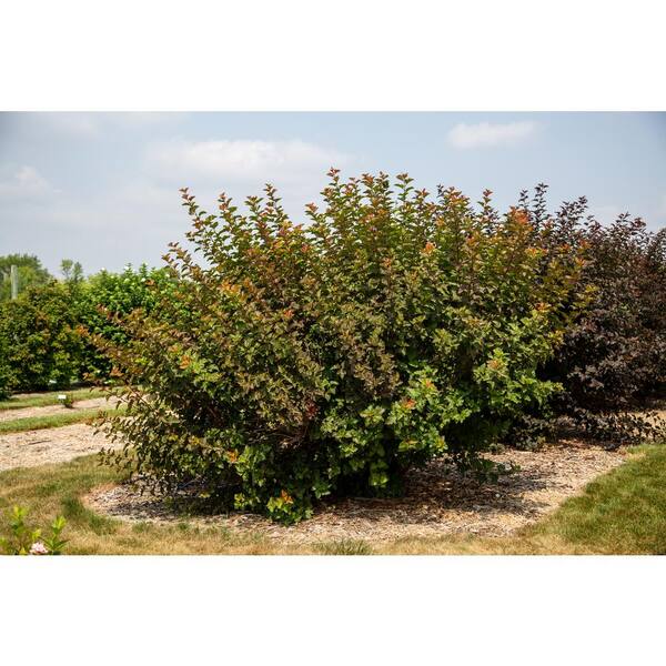 Reviews for FIRST EDITIONS 2 Gal. Amber Jubilee Ninebark