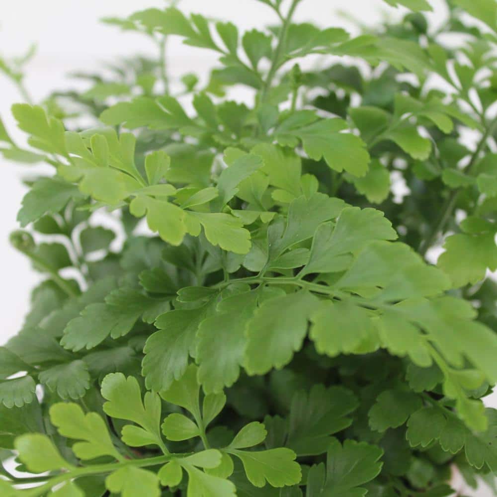 4 in. Austral Gem Fern in Green Planter - Asplenium Parvati